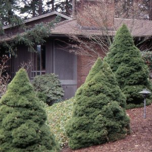 Smrek biely (Picea glauca) ´CONICA´ – výška 40-60 cm, kont. C7,5L